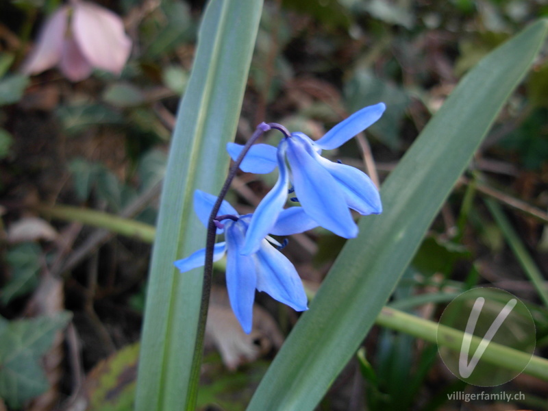 Sibirischer Blaustern: Übersicht